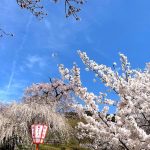 桜満開の京都！4/1新月は新たな始まり！風の時代「愛と調和の世界へ」
