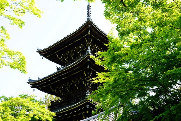 京都新緑の穴場スポット 素晴らしい青もみじに出会える 真如堂 は圧巻 花手水も最高に美しい
