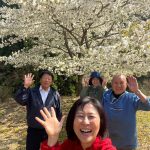 京都の桜、熊野の桜、そして吉野桜と2022桜を楽しみました！