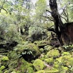 【屋久島】生命が満たされる！大自然に癒される旅の始まり！