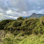 2/7-11 屋久島リトリート 〜森と水の聖地で、未知と出会う5日間〜